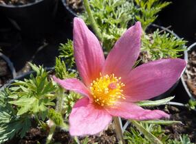 Koniklec obecný 'Pink Shades' - Pulsatilla vulgaris 'Pink Shades'