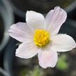 Koniklec obecný 'Pink Shades' - Pulsatilla vulgaris 'Pink Shades'