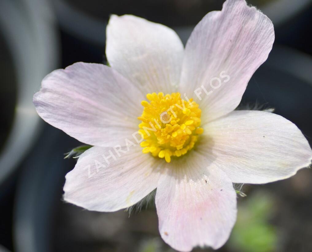 Koniklec obecný 'Pink Shades' - Pulsatilla vulgaris 'Pink Shades'