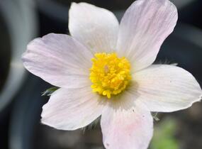Koniklec obecný 'Pink Shades' - Pulsatilla vulgaris 'Pink Shades'