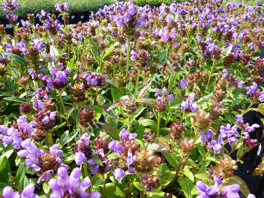 Černohlávek velkokvětý 'Freelander Blue' - Prunella grandiflora 'Freelander Blue'