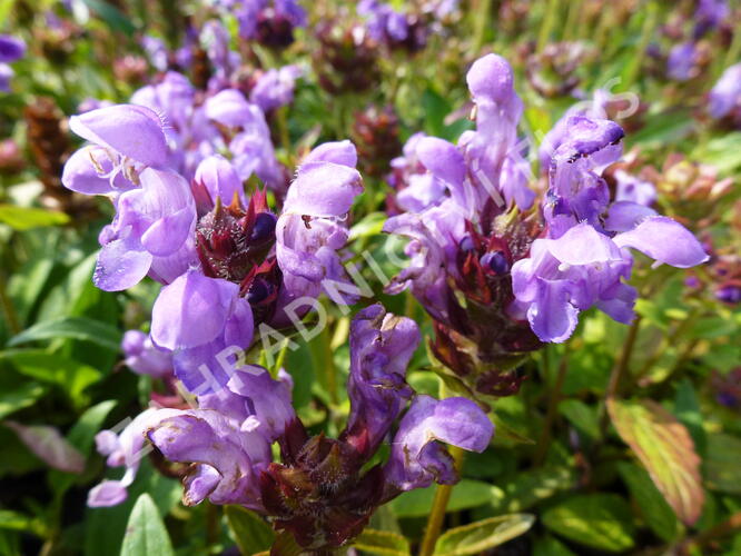 Černohlávek velkokvětý 'Freelander Blue' - Prunella grandiflora 'Freelander Blue'