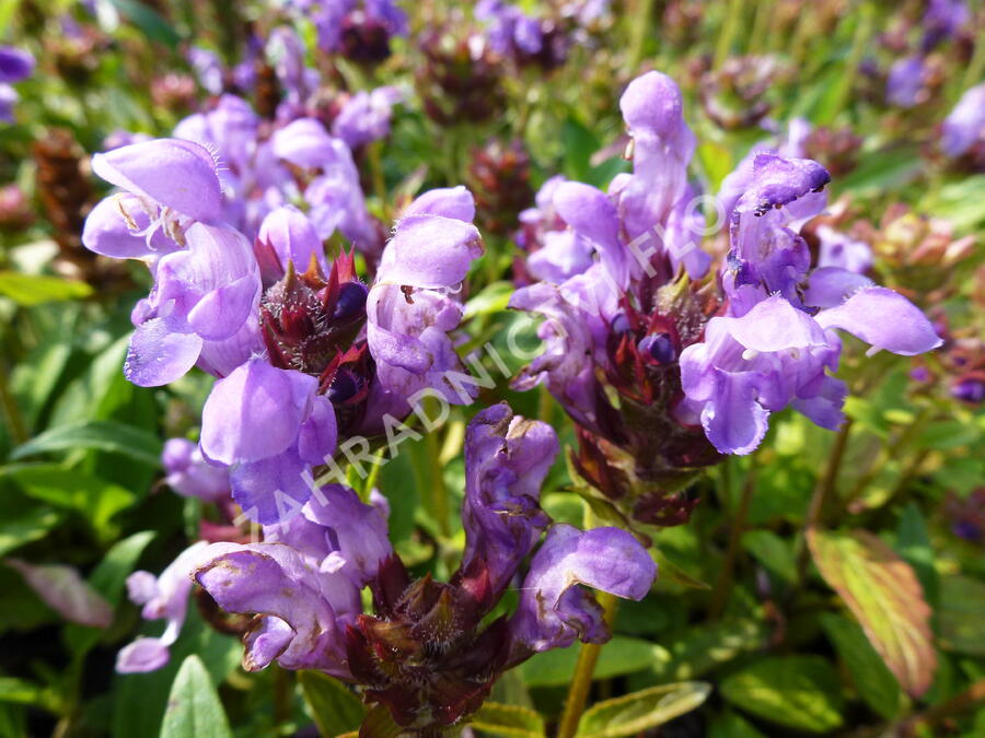 Černohlávek velkokvětý 'Freelander Blue' - Prunella grandiflora 'Freelander Blue'
