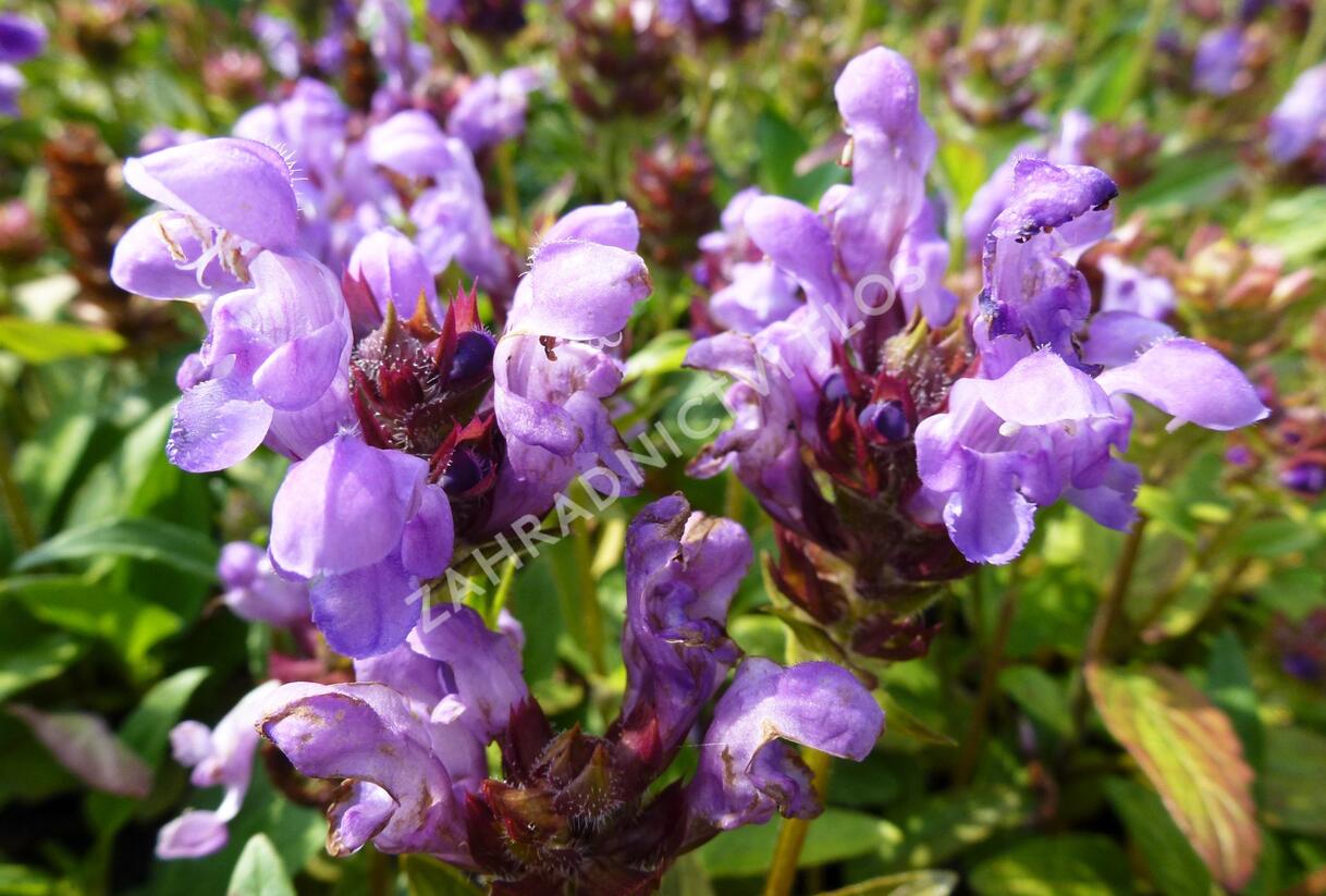 Černohlávek velkokvětý 'Freelander Blue' - Prunella grandiflora 'Freelander Blue'