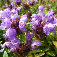 Černohlávek velkokvětý 'Freelander Blue' - Prunella grandiflora 'Freelander Blue'