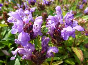 Černohlávek velkokvětý 'Freelander Blue' - Prunella grandiflora 'Freelander Blue'
