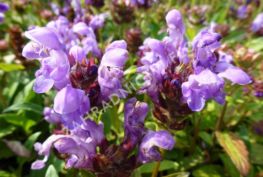 Černohlávek velkokvětý 'Freelander Blue' - Prunella grandiflora 'Freelander Blue'
