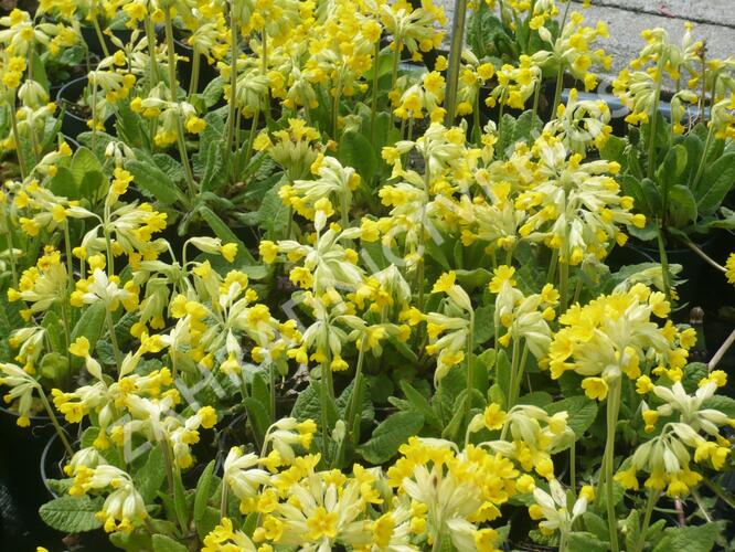 Prvosenka jarní 'Cabrillo' - Primula veris 'Cabrillo'