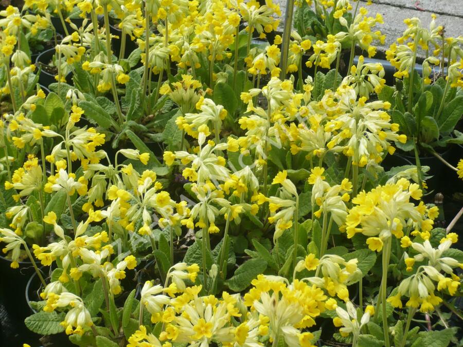 Prvosenka jarní 'Cabrillo' - Primula veris 'Cabrillo'