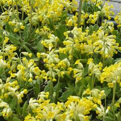 Prvosenka jarní 'Cabrillo' - Primula veris 'Cabrillo'