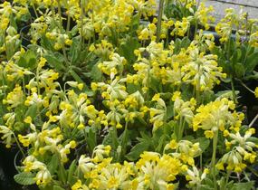 Prvosenka jarní 'Cabrillo' - Primula veris 'Cabrillo'