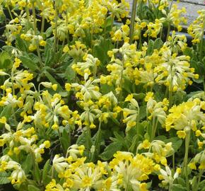 Prvosenka jarní 'Cabrillo' - Primula veris 'Cabrillo'