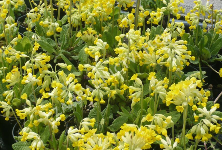Prvosenka jarní 'Cabrillo' - Primula veris 'Cabrillo'