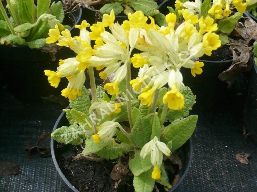 Prvosenka jarní 'Cabrillo' - Primula veris 'Cabrillo'