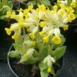 Prvosenka jarní 'Cabrillo' - Primula veris 'Cabrillo'