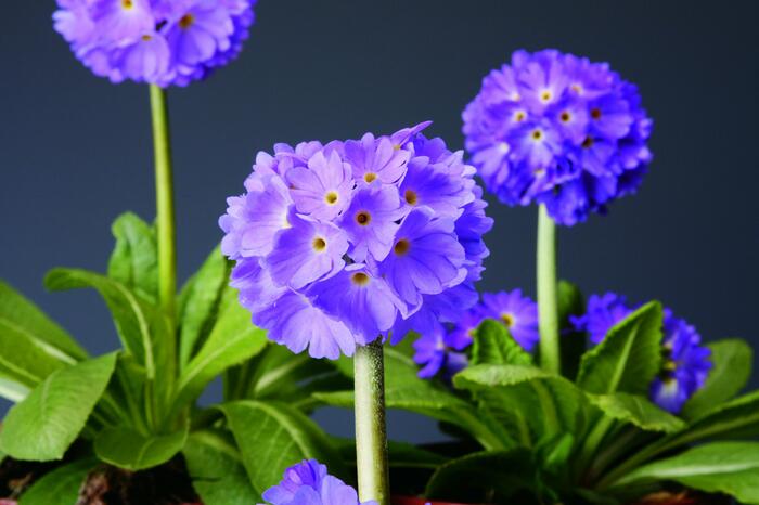 Prvosenka zoubkatá 'Confetti Blue' - Primula denticulata 'Confetti Blue'