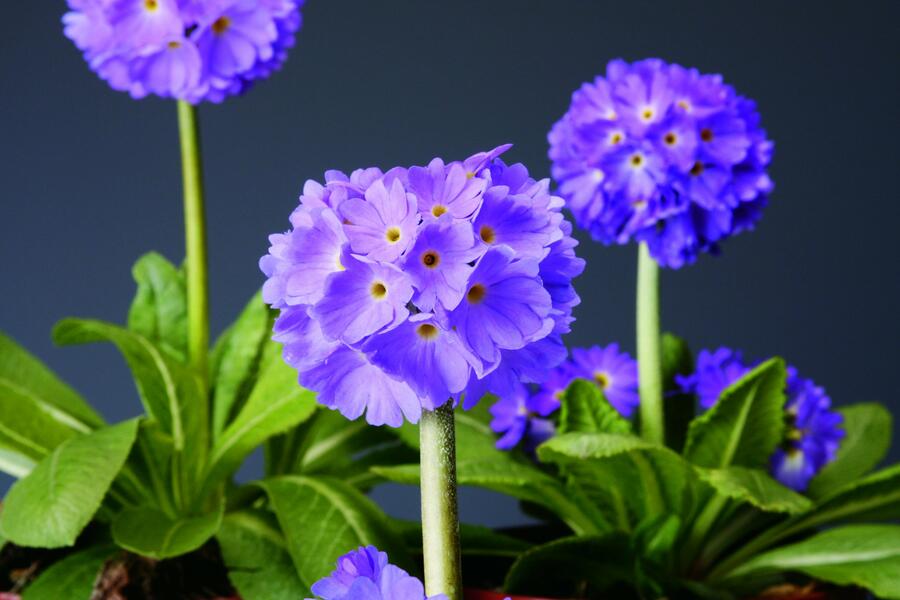 Prvosenka zoubkatá 'Confetti Blue' - Primula denticulata 'Confetti Blue'