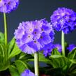 Prvosenka zoubkatá 'Confetti Blue' - Primula denticulata 'Confetti Blue'