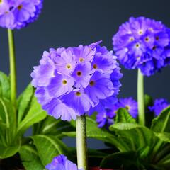 Prvosenka zoubkatá 'Confetti Blue' - Primula denticulata 'Confetti Blue'