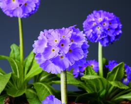 Prvosenka zoubkatá 'Confetti Blue'