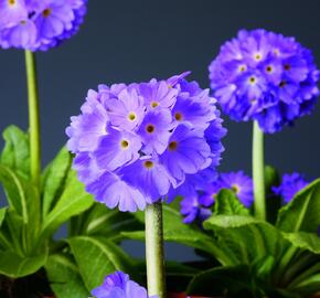 Prvosenka zoubkatá 'Confetti Blue' - Primula denticulata 'Confetti Blue'