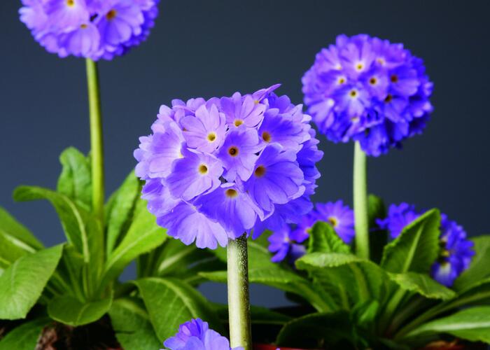 Prvosenka zoubkatá 'Confetti Blue' - Primula denticulata 'Confetti Blue'