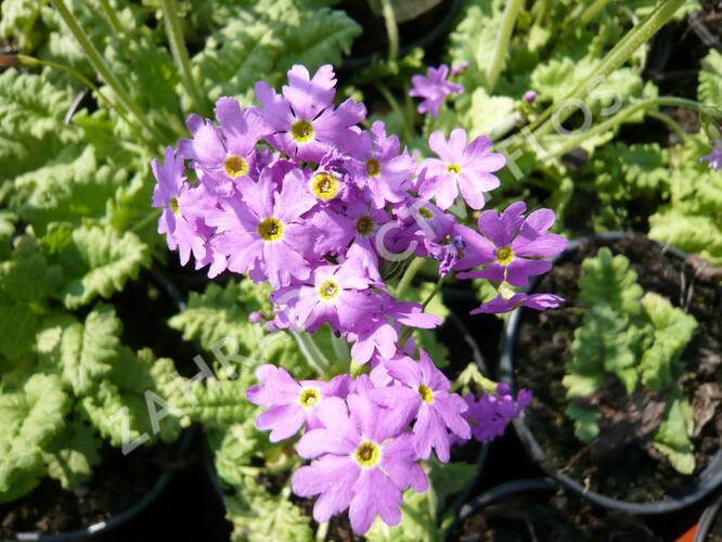 Prvosenka 'Primadiente' - Primula cortusoides 'Primadiente'