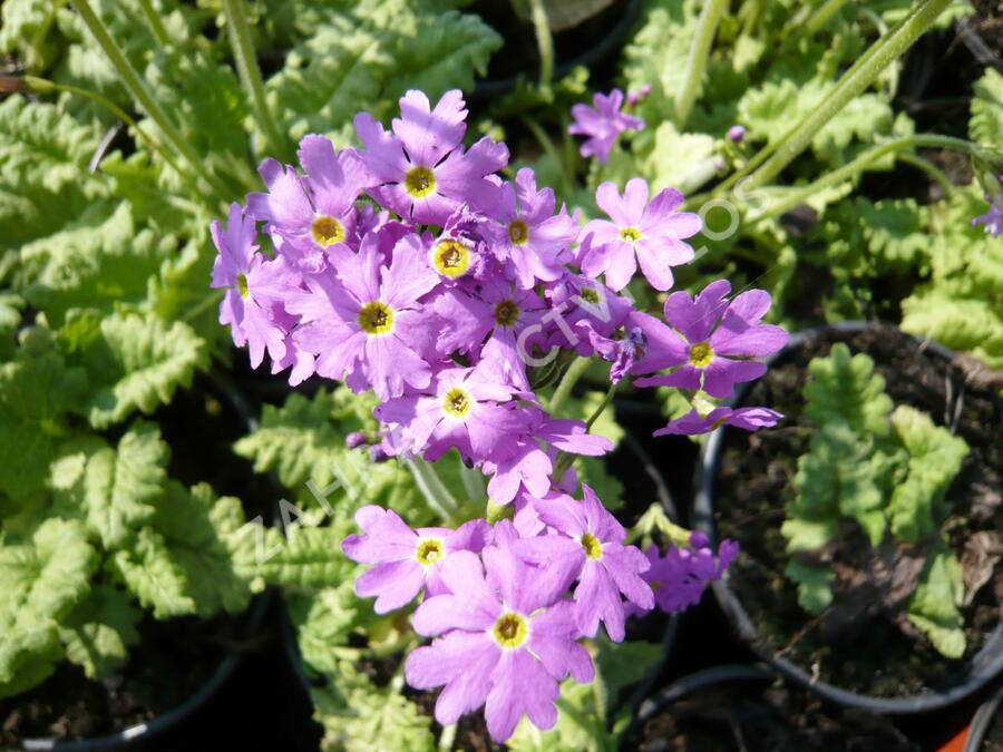 Prvosenka 'Primadiente' - Primula cortusoides 'Primadiente'