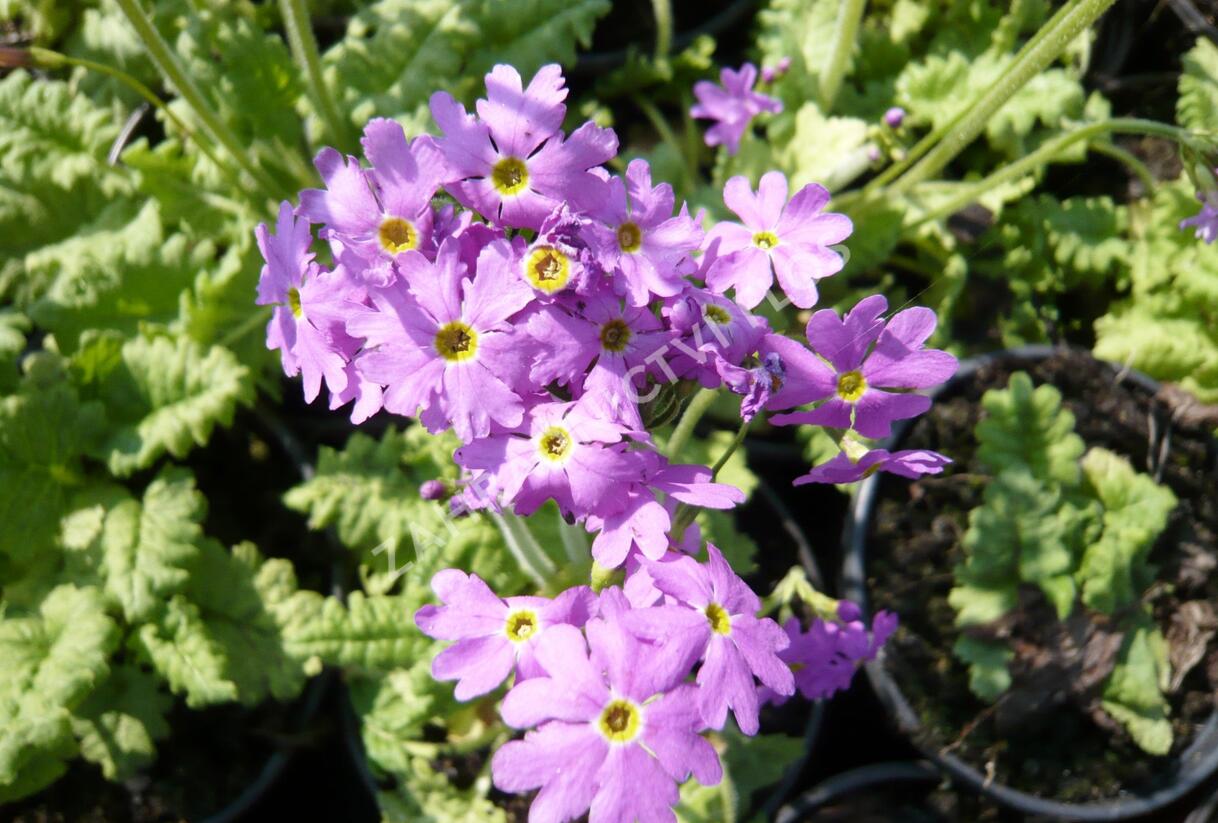 Prvosenka 'Primadiente' - Primula cortusoides 'Primadiente'