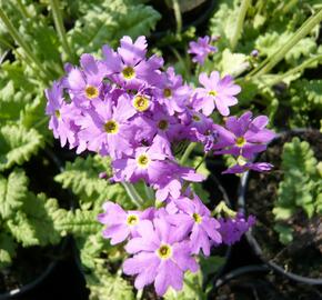 Prvosenka 'Primadiente' - Primula cortusoides 'Primadiente'