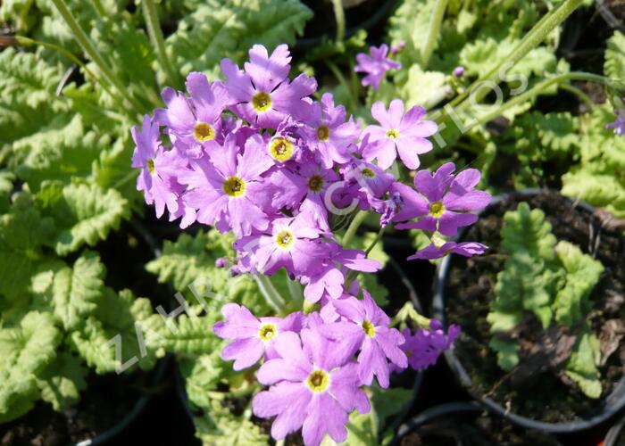 Prvosenka 'Primadiente' - Primula cortusoides 'Primadiente'