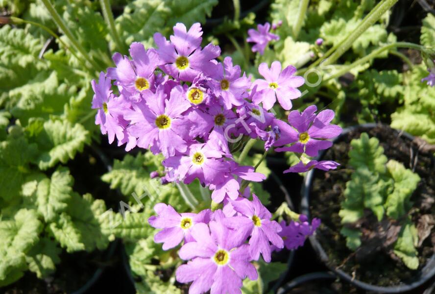 Prvosenka 'Primadiente' - Primula cortusoides 'Primadiente'