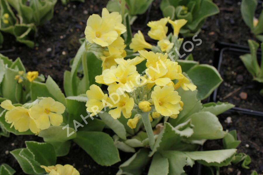 Prvosenka 'Exhibition Gelb' - Primula x pubescens 'Exhibition Gelb'