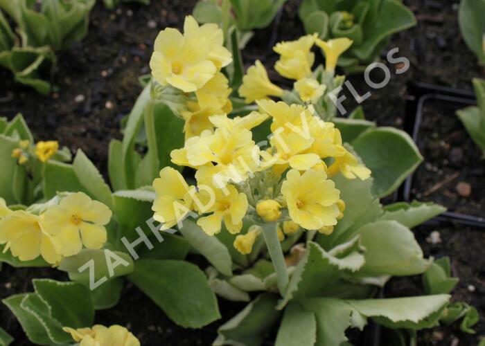 Prvosenka 'Exhibition Gelb' - Primula x pubescens 'Exhibition Gelb'