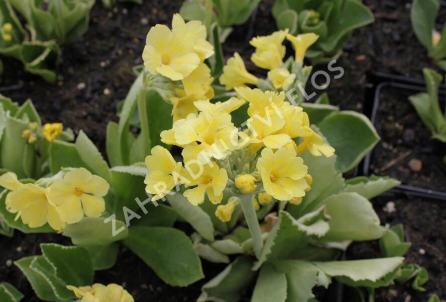Prvosenka 'Exhibition Gelb' - Primula x pubescens 'Exhibition Gelb'