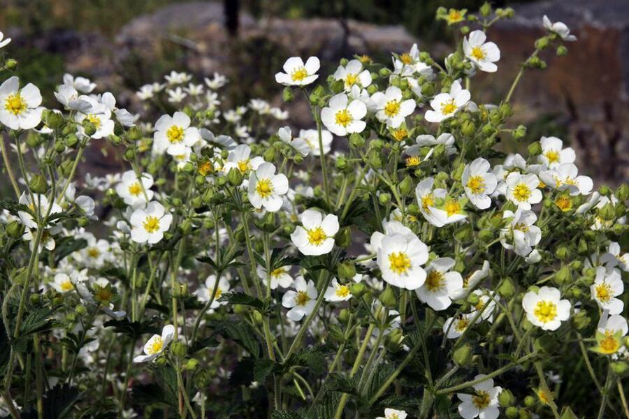 Mochna skalní - Potentilla rupestris