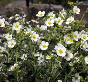 Mochna skalní - Potentilla rupestris