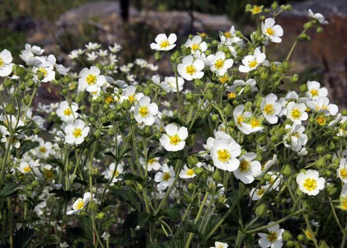 Mochna skalní - Potentilla rupestris