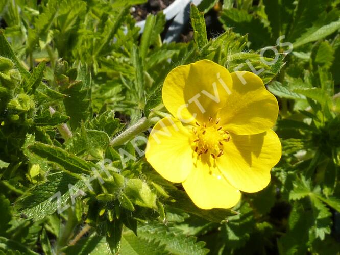 Mochna přímá - Potentilla recta