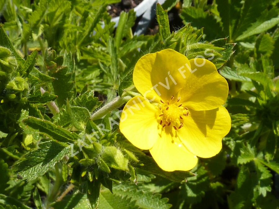 Mochna přímá - Potentilla recta