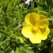 Mochna přímá - Potentilla recta