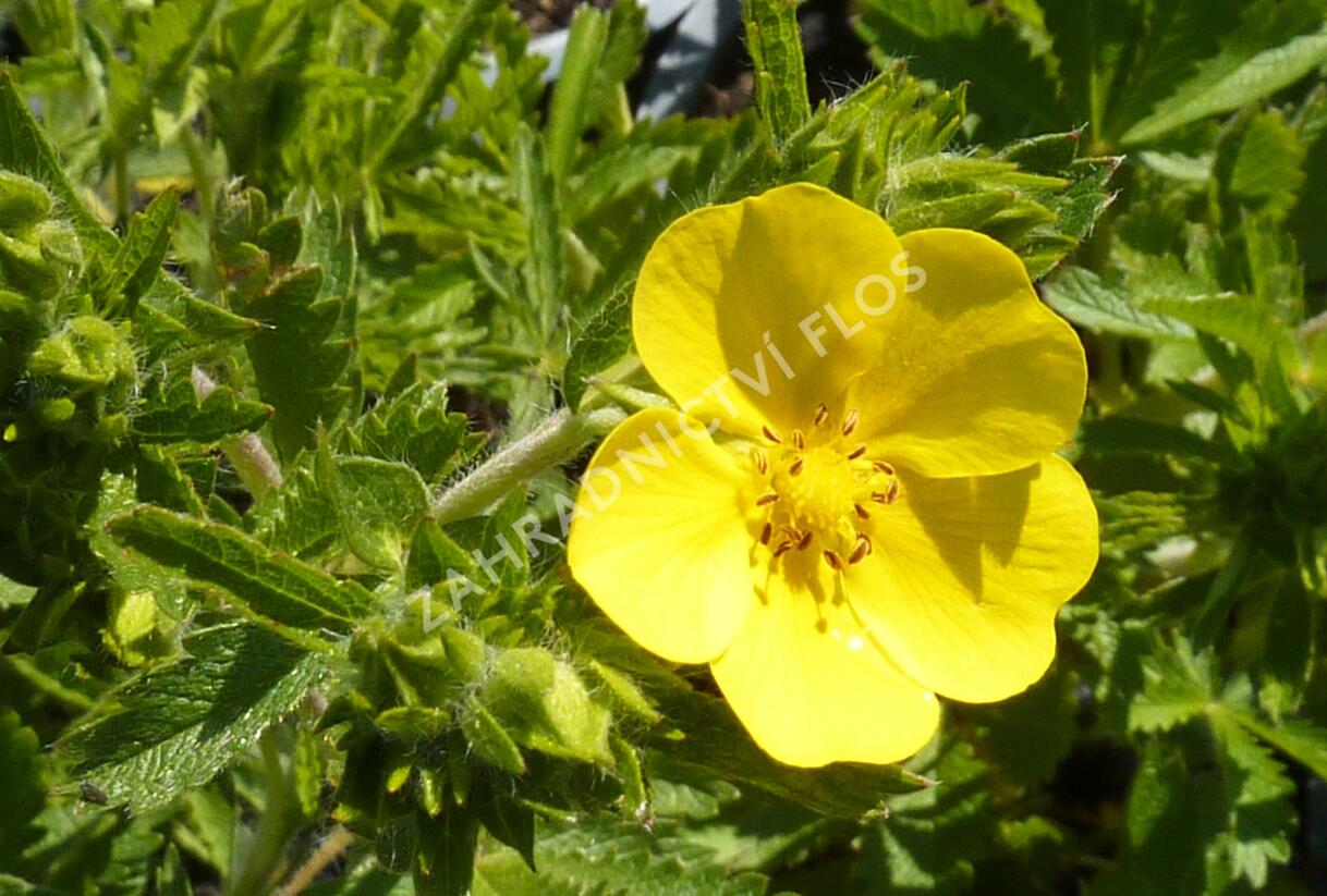 Mochna přímá - Potentilla recta