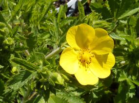Mochna přímá - Potentilla recta
