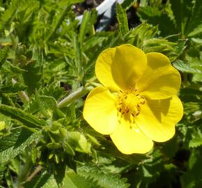 Mochna přímá - Potentilla recta