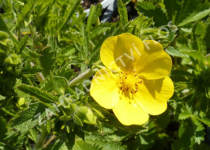 Mochna přímá - Potentilla recta