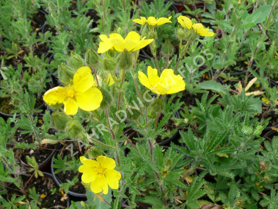 Mochna přímá - Potentilla recta