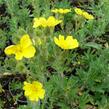 Mochna přímá - Potentilla recta