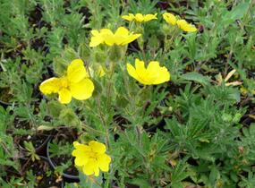 Mochna přímá - Potentilla recta