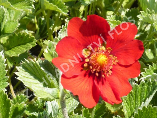 Mochna tmavočervená - Potentilla atrosanguinea