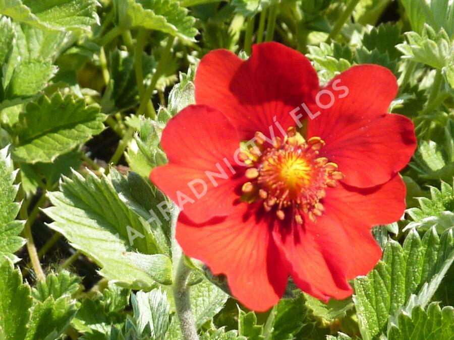Mochna tmavočervená - Potentilla atrosanguinea